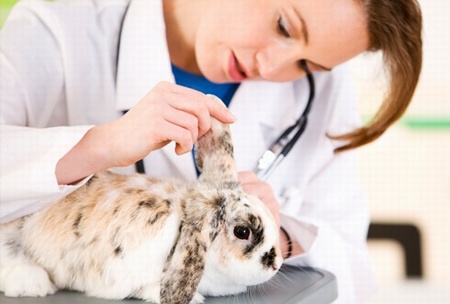 الامراض البكتيرية للأرانب: كيفية علاجها ومواعيدها وجرعاتها